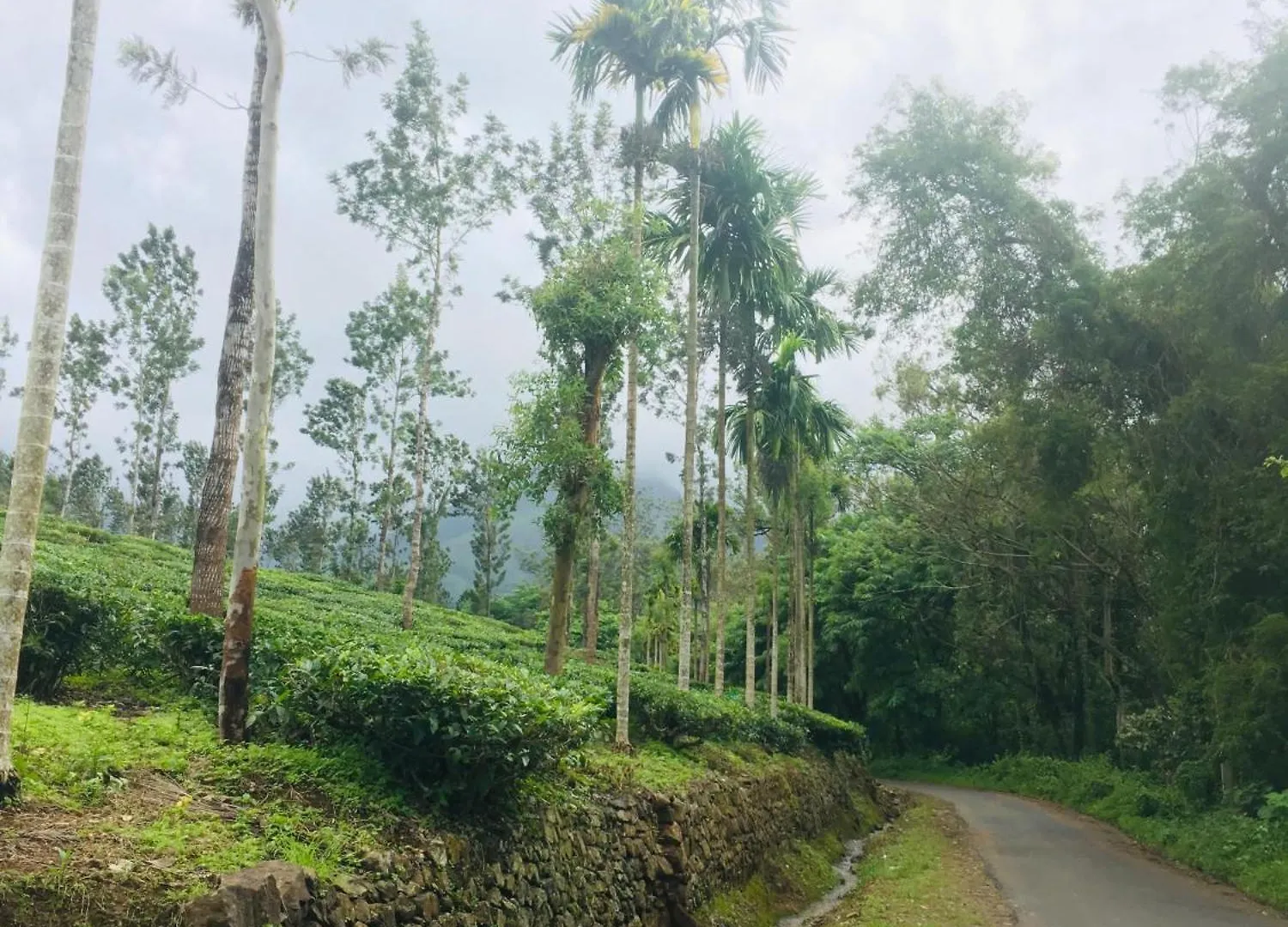 Meppādi The Winds Homestay 0*,
